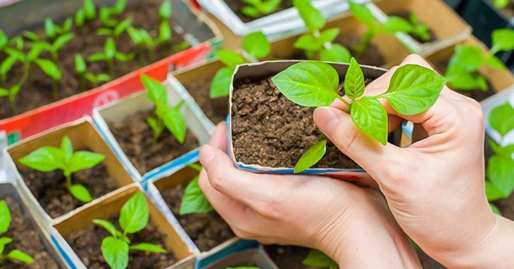 Як виростити міцну розсаду солодкого перця без пікірування: професійні поради
