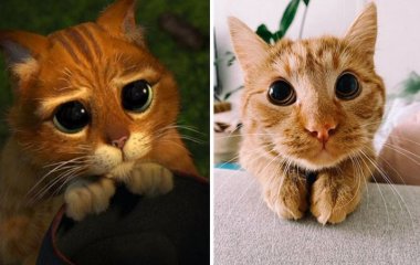 Сети насмешил домашний питомец, похожий на кота из «Шрека» (ФОТО)