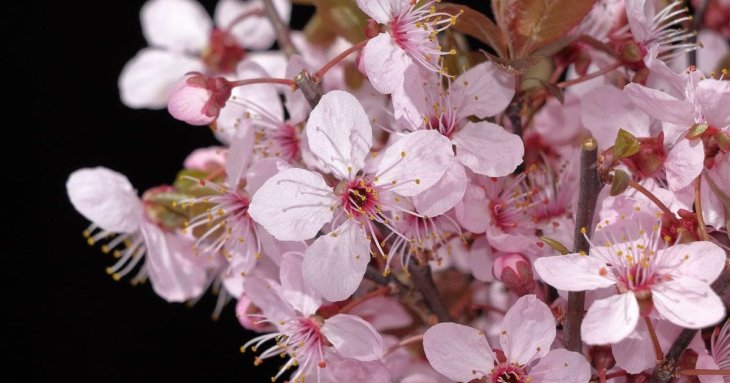 День ангела 24 квітня: кого та як вітати з іменинами