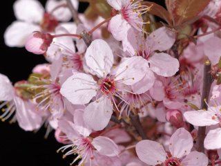 День ангела 24 квітня: кого та як вітати з іменинами