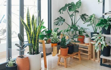 5 советов, как ухаживать за растениями в ваше отсутствие
