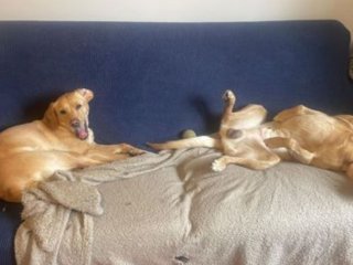 Лабрадорам хватило всего лишь одного часа, чтобы распотрошить диван (ФОТО)