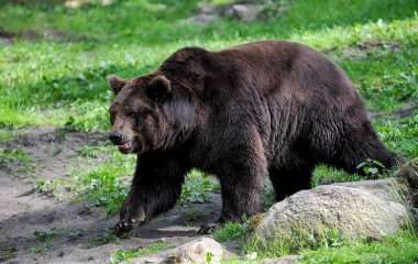 Зухвалий ведмідь залишив собак без їжі (ВІДЕО)