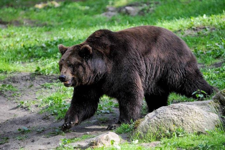 Зухвалий ведмідь залишив собак без їжі (ВІДЕО)