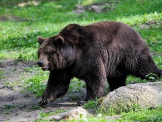 Наглый медведь оставил собак без еды (ВИДЕО)
