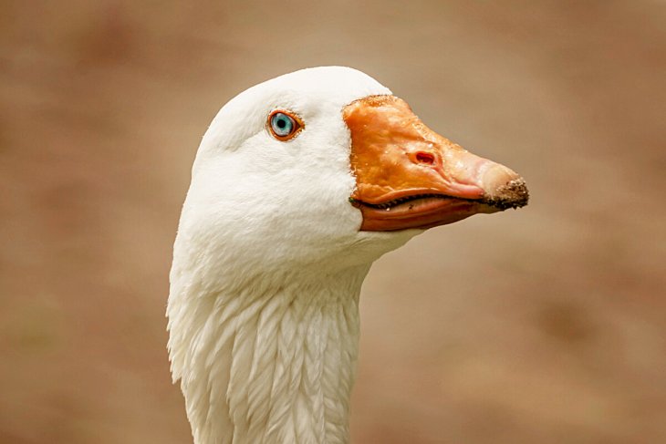 Гусь расплакался из-за разлуки с подругой (ВИДЕО)