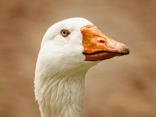 Гусь расплакался из-за разлуки с подругой (ВИДЕО)