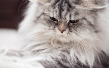 Надокучлива котяча шерсть зникне за хвилини: три легких трюки для одягу та меблів