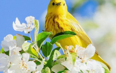 Ваша дата народження приховує таємницю: який птах відображає вашу душу