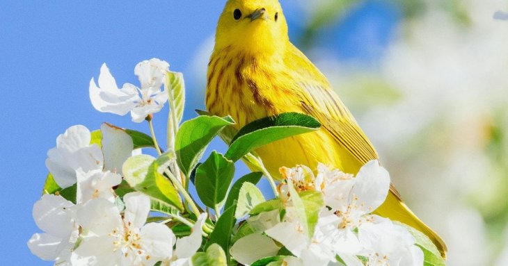 Ваша дата народження приховує таємницю: який птах відображає вашу душу