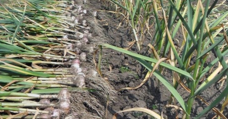 Чим засіяти грядку після часнику, щоб земля стала пухкою та родючою: найкращі варіанти