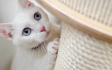 Як правильно вибрати кігтеточку
