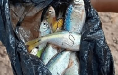 “Дощ із риби” знову пройшов у Гондурасі: місцеві вибігли збирати улов (фото)