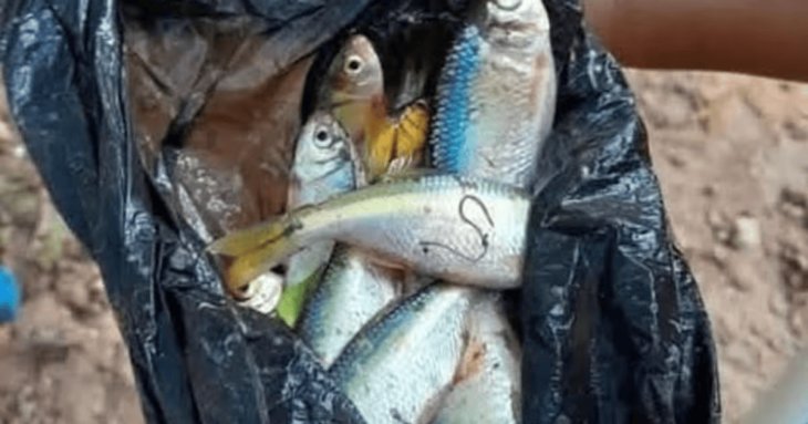 “Дощ із риби” знову пройшов у Гондурасі: місцеві вибігли збирати улов (фото)