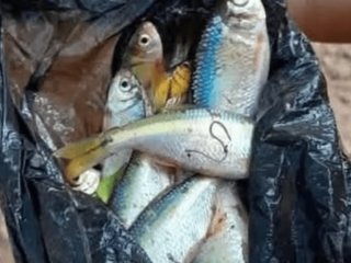 “Дощ із риби” знову пройшов у Гондурасі: місцеві вибігли збирати улов (фото)