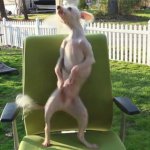 Собака позабавила энергичным танцем на стуле (ВИДЕО)