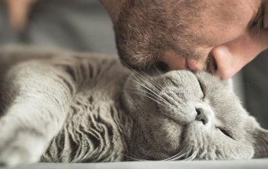 Чи можна цілувати кота: безпечні прояви любові