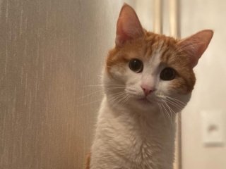 Реакція котика на повернення господаря з роботи потрапила на відео