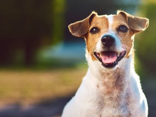 Мережа розсмішила собака, що грає на піаніно (ВІДЕО)