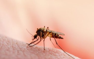 Чому комарі кусають саме вас: Розбираємось, хто найсмачніший
