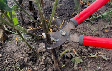 Чи потрібно обрізати хризантеми на зиму: підготовка рослини до холодів