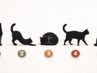 Тест по картинці: виберіть кішку і дізнайтеся, що вам потрібно змінити у своїй поведінці