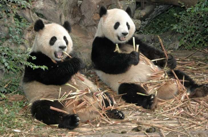 Панды устроили «сражение» за дерево (ВИДЕО)