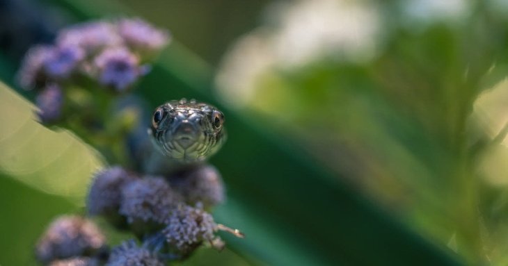 П’ять помилок на подвір’ї, які непомітно приваблюють змій: ви можете створювати небезпеку навіть не здогадуючись