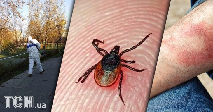 Лісники розкрили простий спосіб захисту від кліщів: достатньо одного предмета (фото)