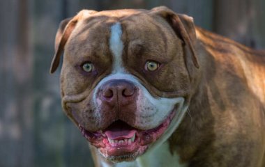 Пес, которого воспитали кошки, освоил очень необычный навык — он научился мурлыкать