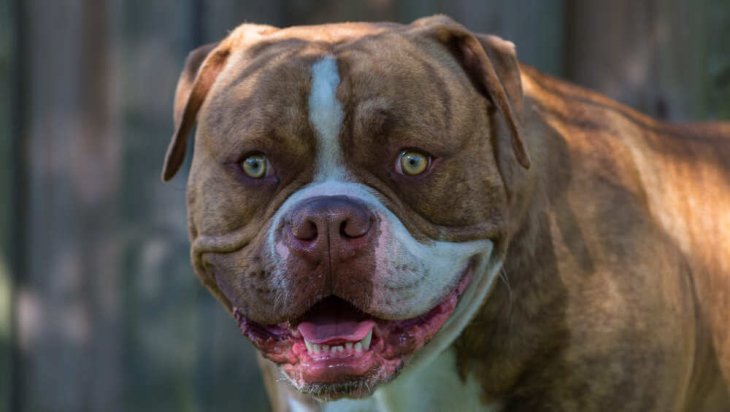 Пес, которого воспитали кошки, освоил очень необычный навык — он научился мурлыкать