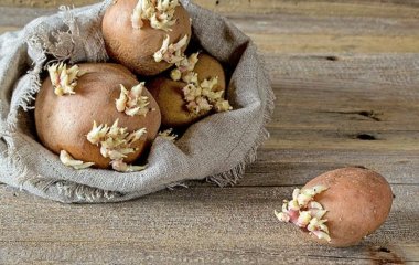 Чем опасен зеленый картофель для организма человека