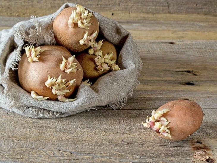 Чем опасен зеленый картофель для организма человека