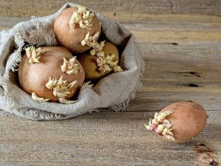 Чем опасен зеленый картофель для организма человека