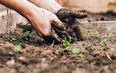 В який день, які овочі потрібно обов’язково посадити на городі перед Великоднем і чому