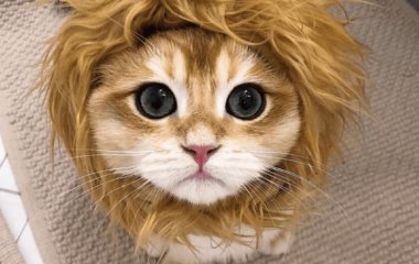 Сети рассмешил кот, примеривший необычные костюмы (ФОТО)