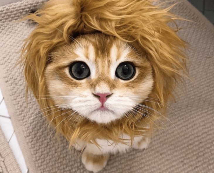 Сети рассмешил кот, примеривший необычные костюмы (ФОТО)