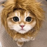 Сети рассмешил кот, примеривший необычные костюмы (ФОТО)