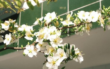 День ангела 4 травня: кого та як вітати з іменинами