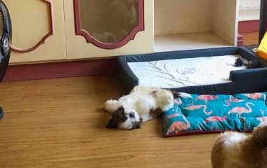 Сети покорил забавный спящий щенок (ФОТО)