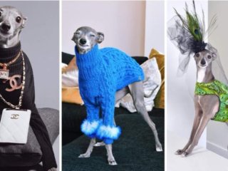 Сеть покорила собака, ставшая иконой моды (ФОТО)