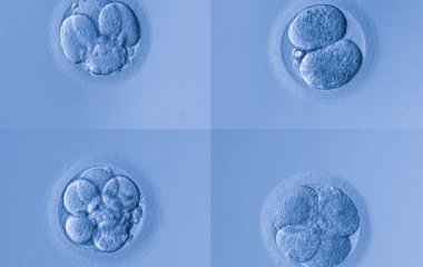 П'ятиденні ембріони можуть заразитися COVID-19