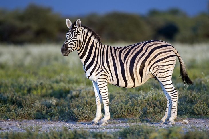 Сети покорила новая веселая оптическая иллюзия с зебрами (ФОТО)