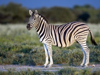 Сети покорила новая веселая оптическая иллюзия с зебрами (ФОТО)