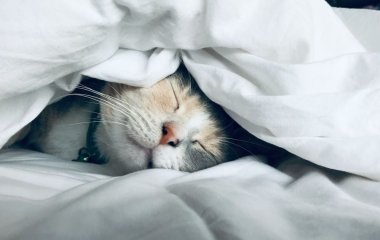 Яким чином і чому котики муркочуть: цікаві факти
