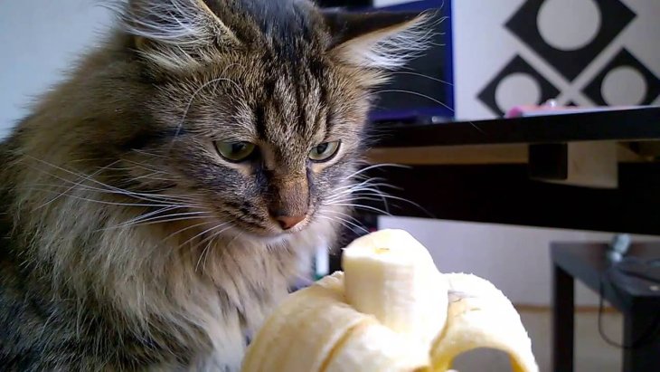В Сети стало популярным видео с кошечкой, которая так аппетитно ест банан.