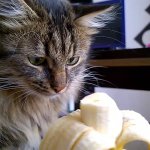 В Сети стало популярным видео с кошечкой, которая так аппетитно ест банан.