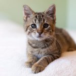 Сети насмешила реакция кошки, увидевшей на экране мышь (ВИДЕО)