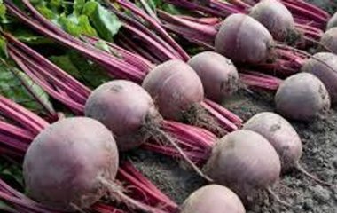 Як виростити смачний буряк: поради для багатого врожаю