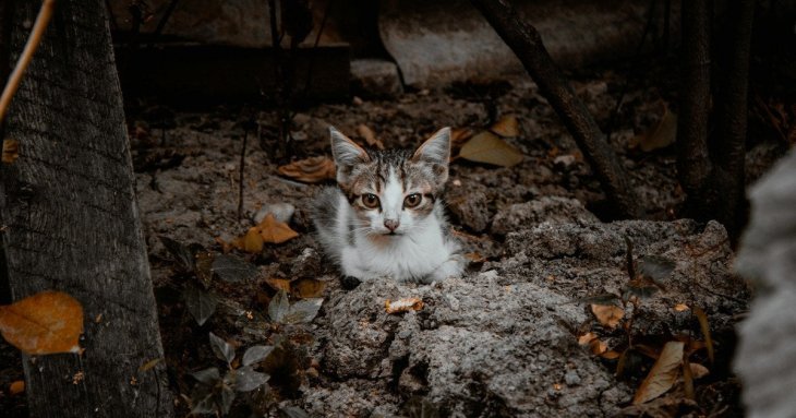 День ангела 7 жовтня: кого та як вітати з іменинами